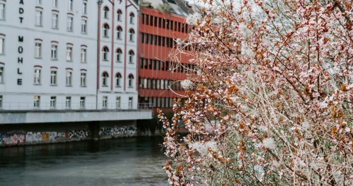 Why We Built Peach Blossom River Technology: A Journey of Code and Culture