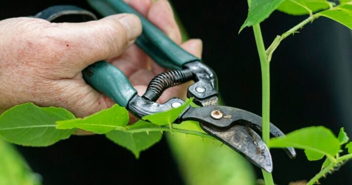 Powerful Precision: A Comprehensive Review of Fiskars 32-Inch Loppers for Tree Trimming