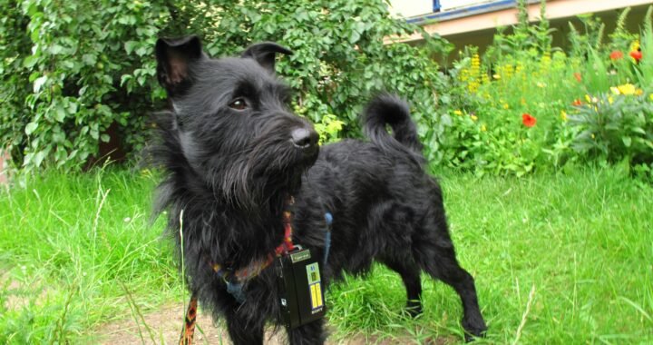 The Future of Pet Care: Exploring the FI Series 3 Smart Dog Collar – GPS Dog Tracker and Activity Monitor